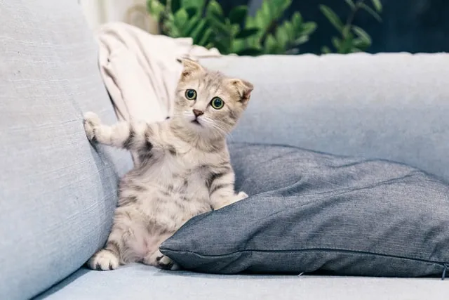 A Kitten (Photo by Tran Mau Tri Tam on Unsplash)